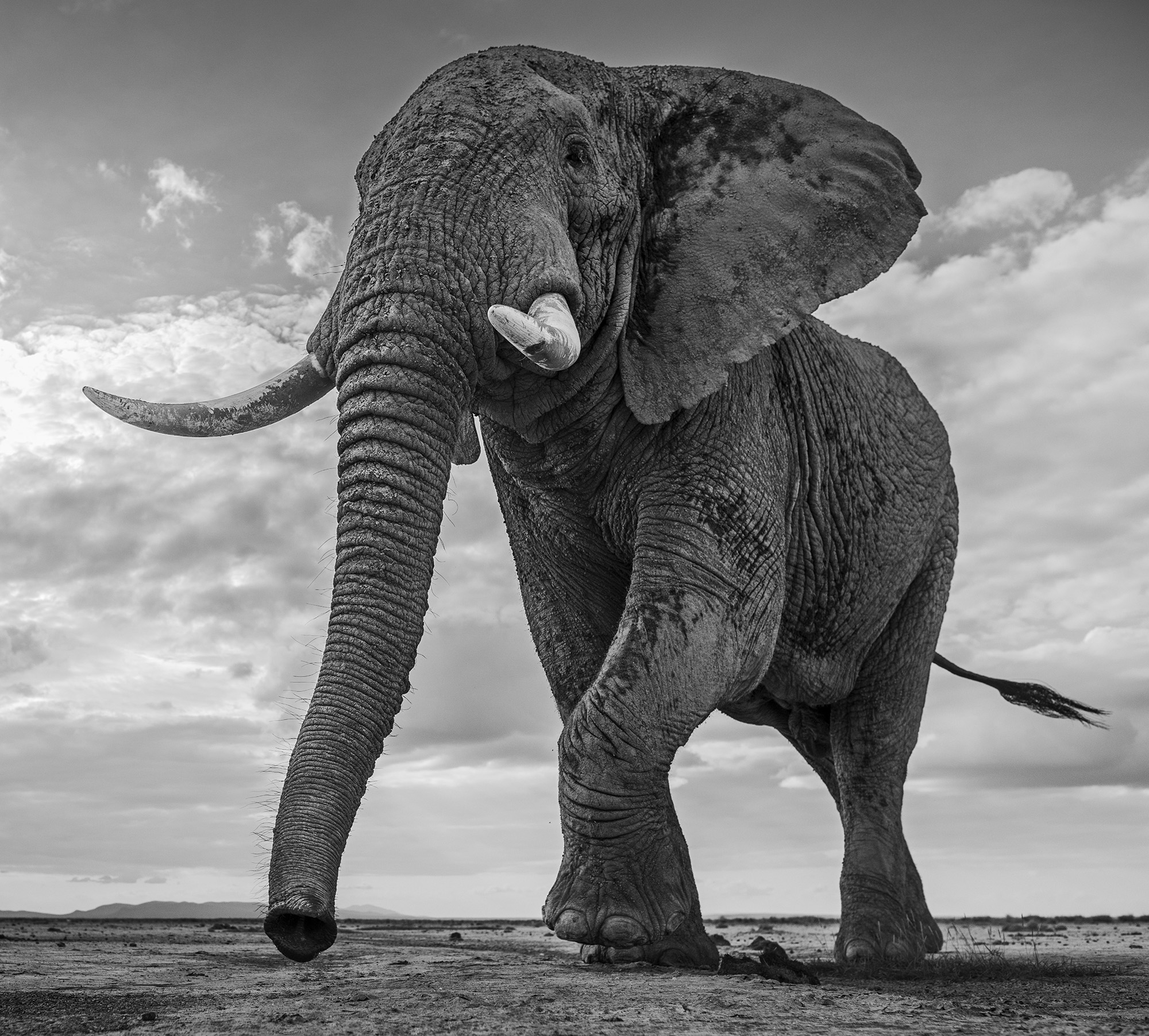 Черная слоновая. Фотограф Дэвид Ярроу: «Дикие встречи». Красивый слон. Африканский слон. Черно белые животные.