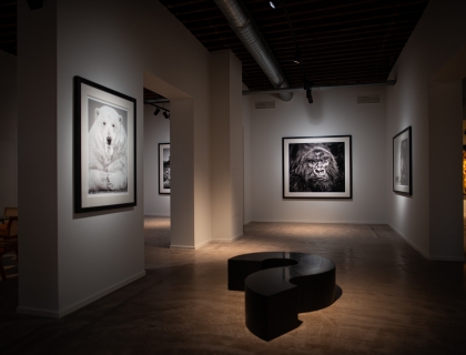 Leonhard's Gallery at the Waterside - Exhibition David Yarrow