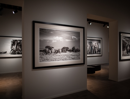 Leonhard's Gallery at the Waterside - Exhibition David Yarrow