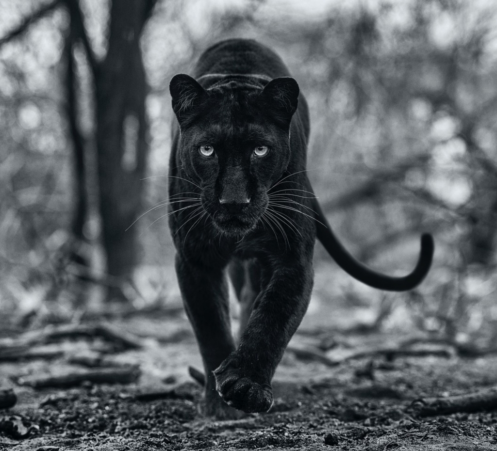 Panther Walking - David Yarrow - Leonhard's Gallery