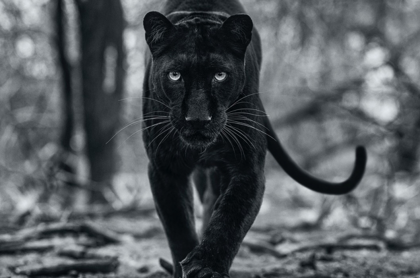 Panther Walking - David Yarrow - Leonhard's Gallery