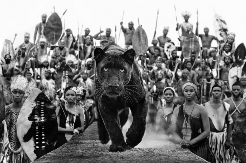 I Am Black Panther - David Yarrow - Leonhard's Gallery