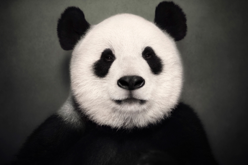 Giant Panda - Vincent Lagrange - Leonhard's Gallery