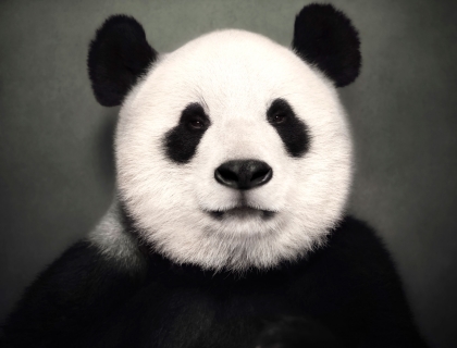 Giant-Panda-home - Leonhard's Gallery