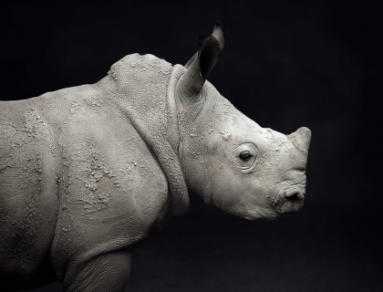 Little-Rhino - Leonhard's Gallery