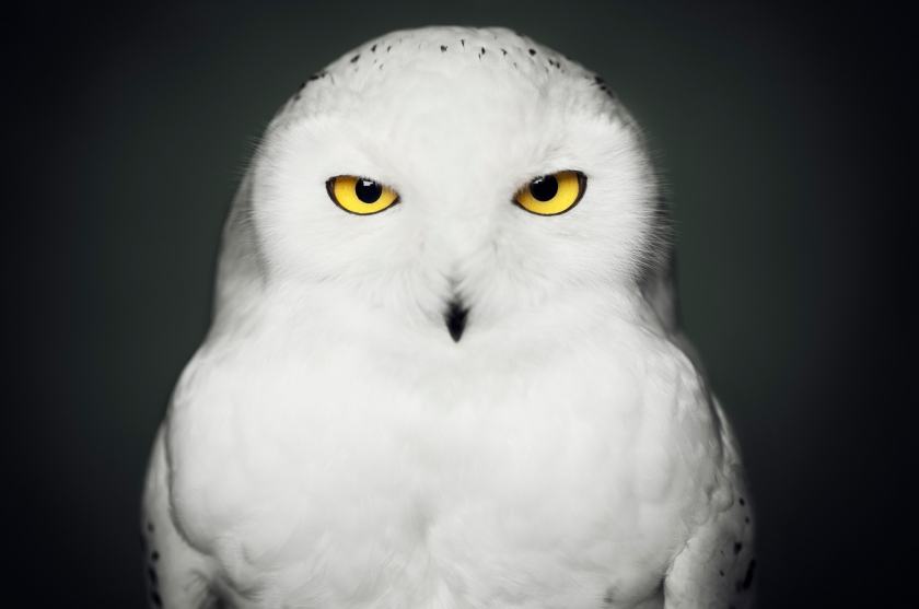 Snowy Owl - Vincent Lagrange - Leonhard's Gallery