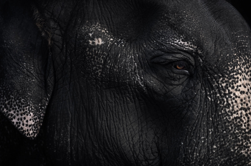 Asian Elephant - Vincent Lagrange - Leonhard's Gallery