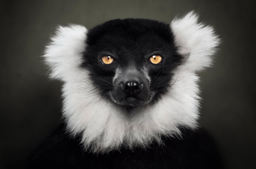 Black and White Ruffed Lemur - Vincent Lagrange - Leonhard's Gallery
