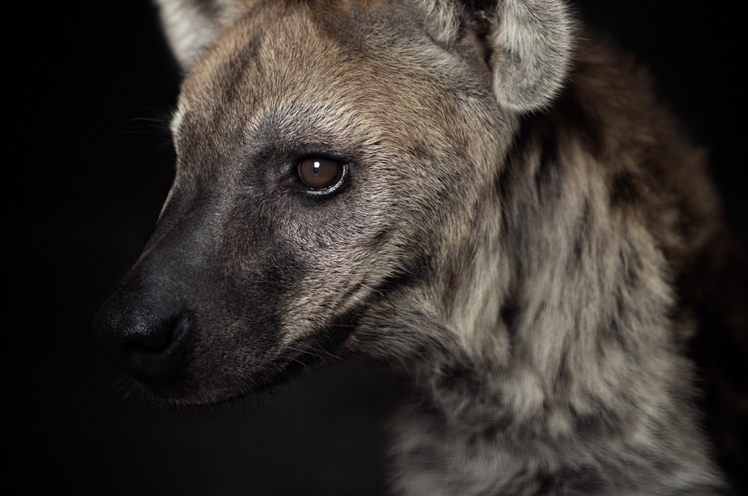 Hyena - Vincent Lagrange - Leonhard's Gallery