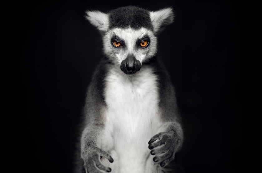 Ring-Tailed Lemur - Vincent Lagrange - Leonhard's Gallery