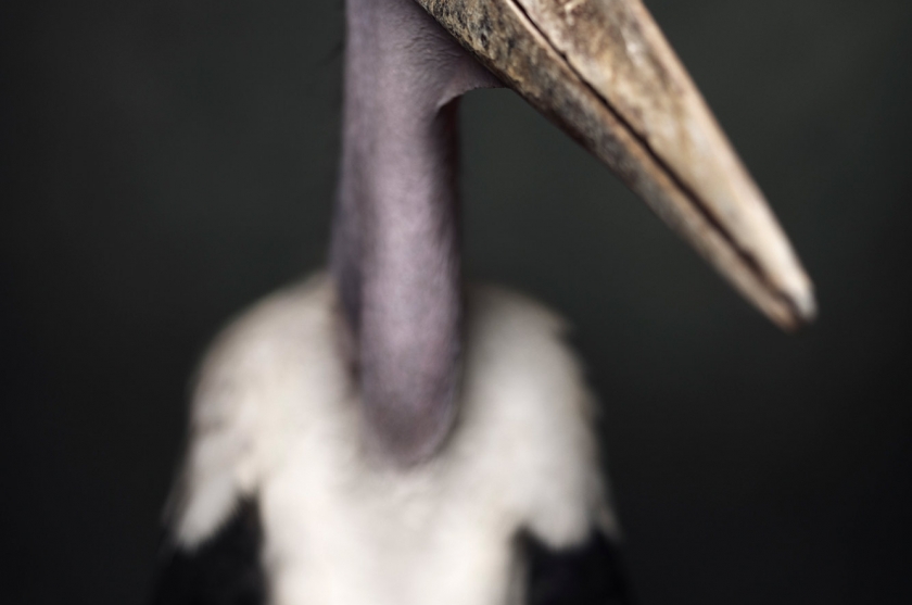 Marabou Stork - Vincent Lagrange - Leonhard's Gallery