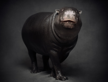 Pygmy Hippo - Vincent Lagrange - Leonhard's Gallery