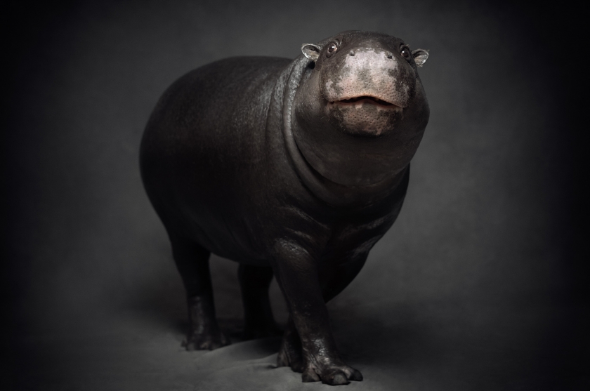 Pygmy Hippo - Vincent Lagrange - Leonhard's Gallery