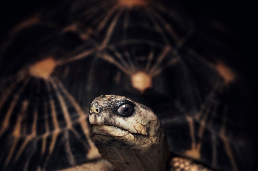 Radiated Tortoise - Vincent Lagrange - Leonhard's Gallery