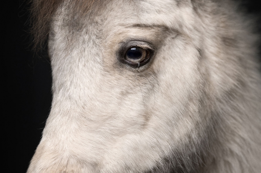 Sad Pony - American Mini Horse - Vincent Lagrange - Leonhard's Gallery
