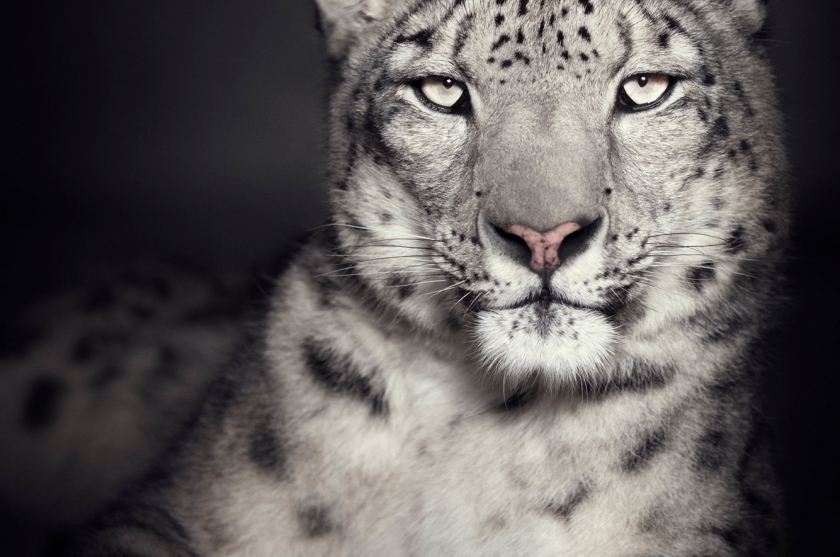 Snow Leopard - Vincent Lagrange - Leonhard's Gallery