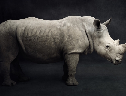 The Southern White Rhino - Vincent Lagrange - Leonhard's Gallery