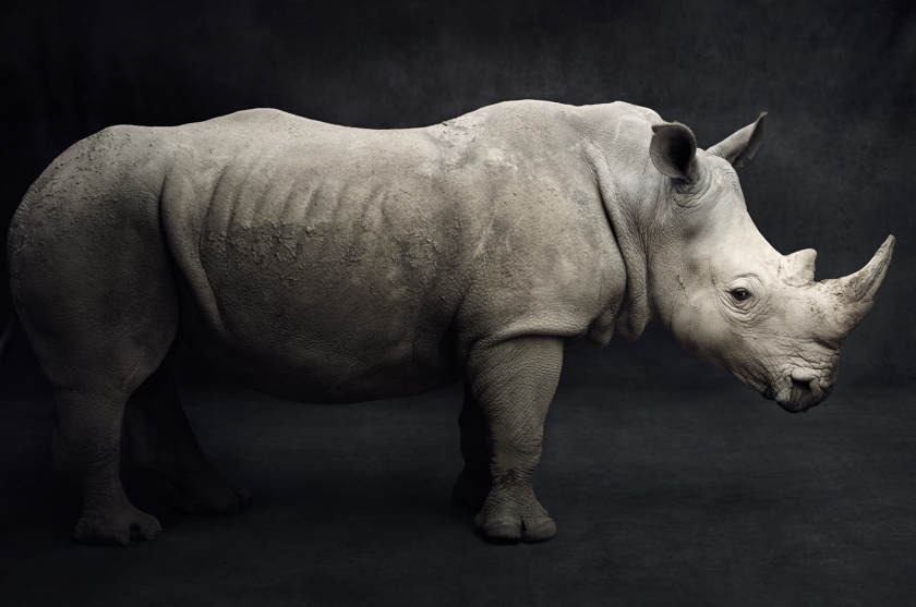 The Southern White Rhino - Vincent Lagrange - Leonhard's Gallery