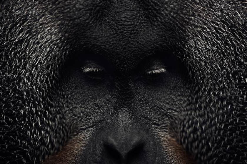 Orangutan (Close-up) - Vincent Lagrange - Leonhard's Gallery